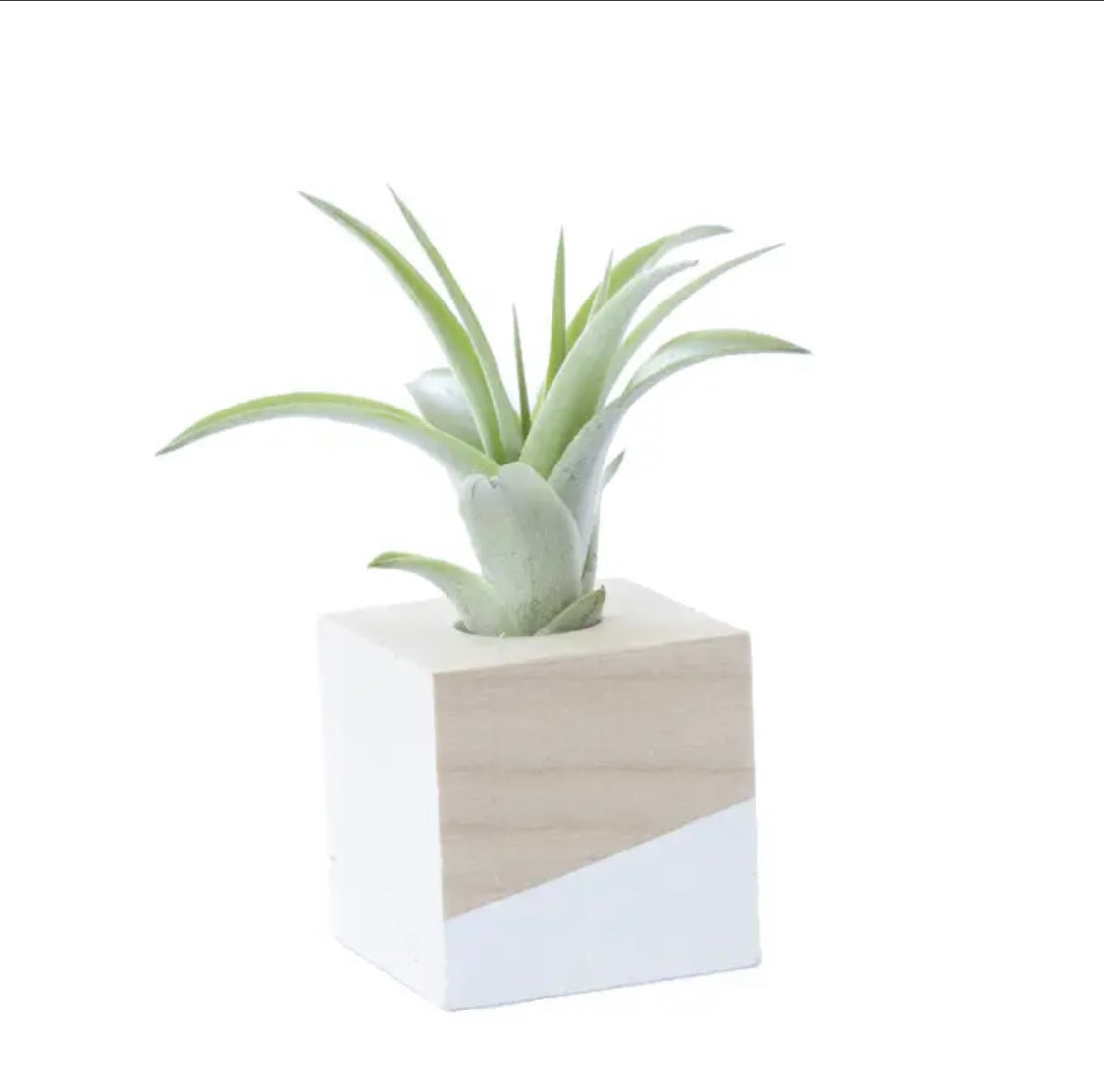 Modern Air Plant Cube Magnets