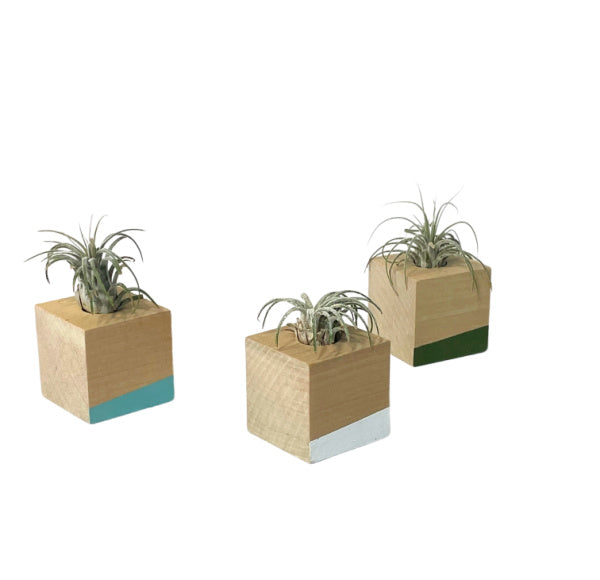 Modern Air Plant Cube Magnets