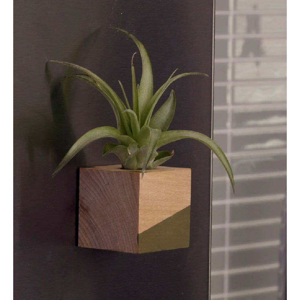 Modern Air Plant Cube Magnets